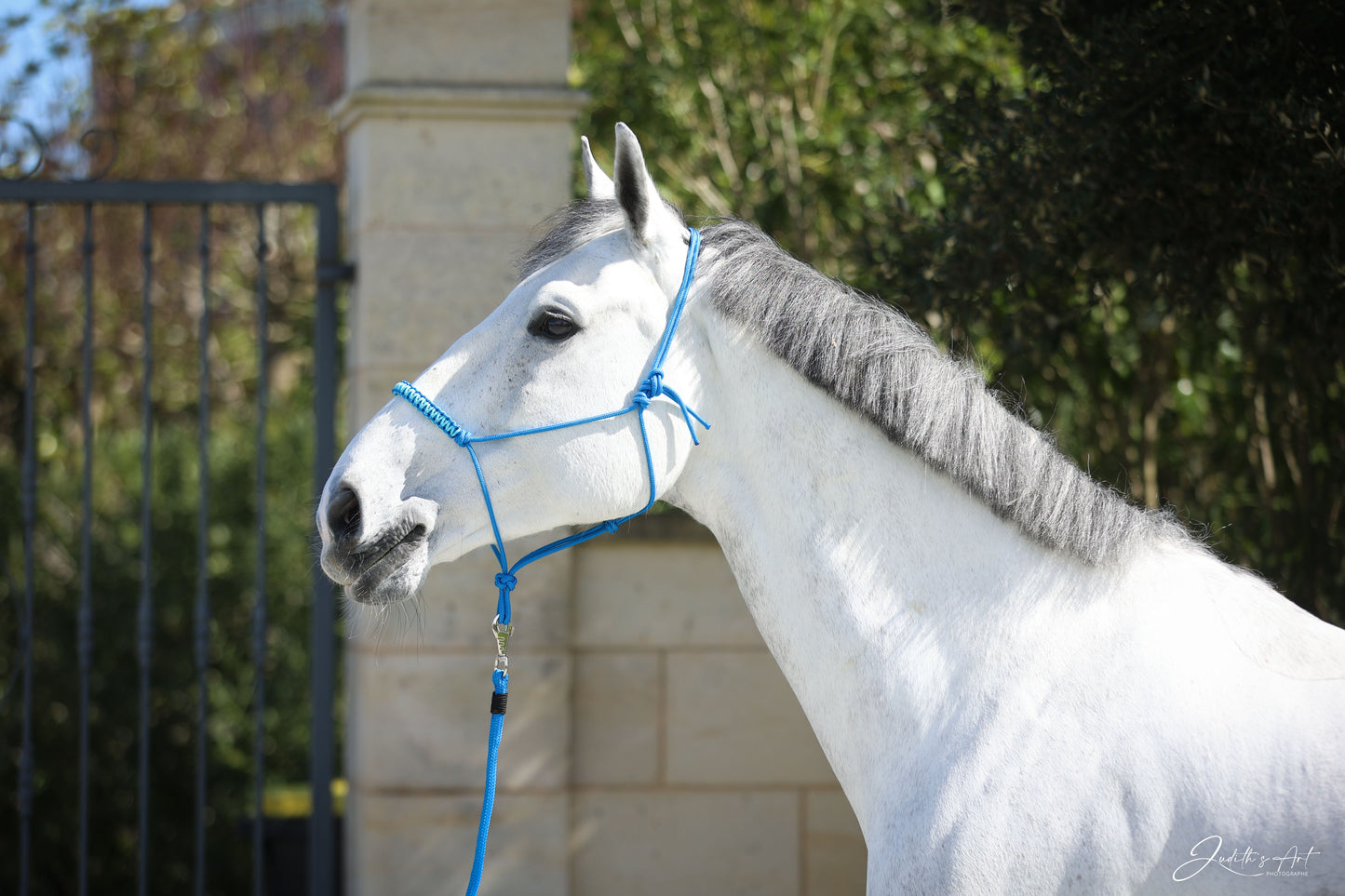 Licol tressé Feel (personnalisable)