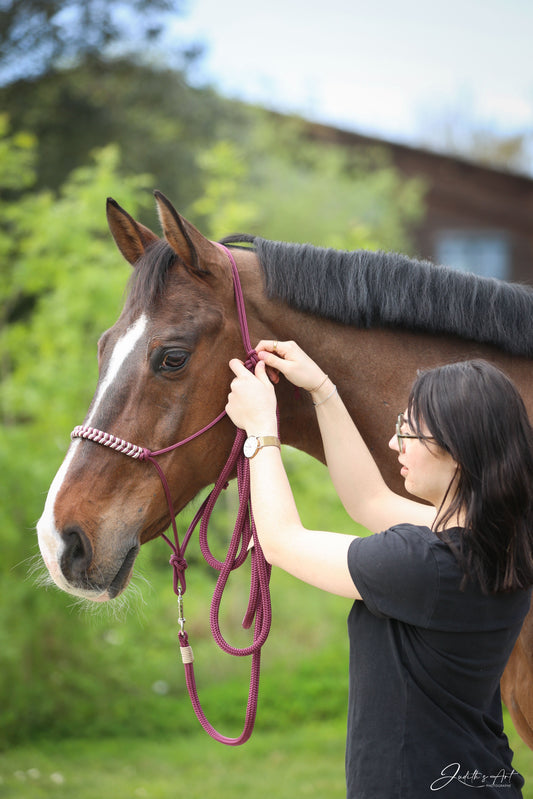 Bien ajuster son licol éthologique, c'est important !