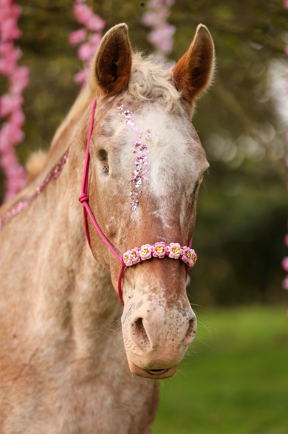 Licol Pink October
