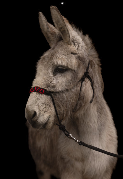 Licol Feel St Valentin