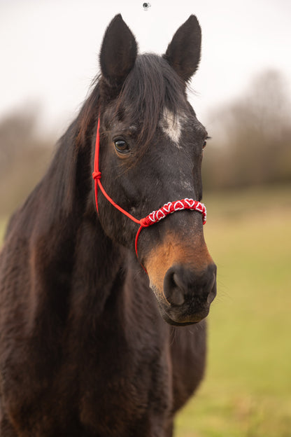 Licol Feel St Valentin