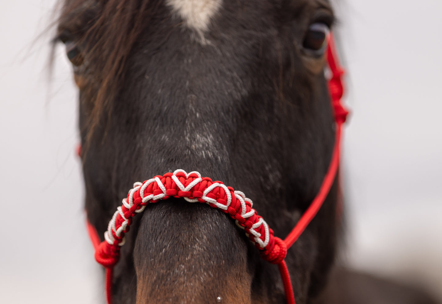 Licol Feel St Valentin