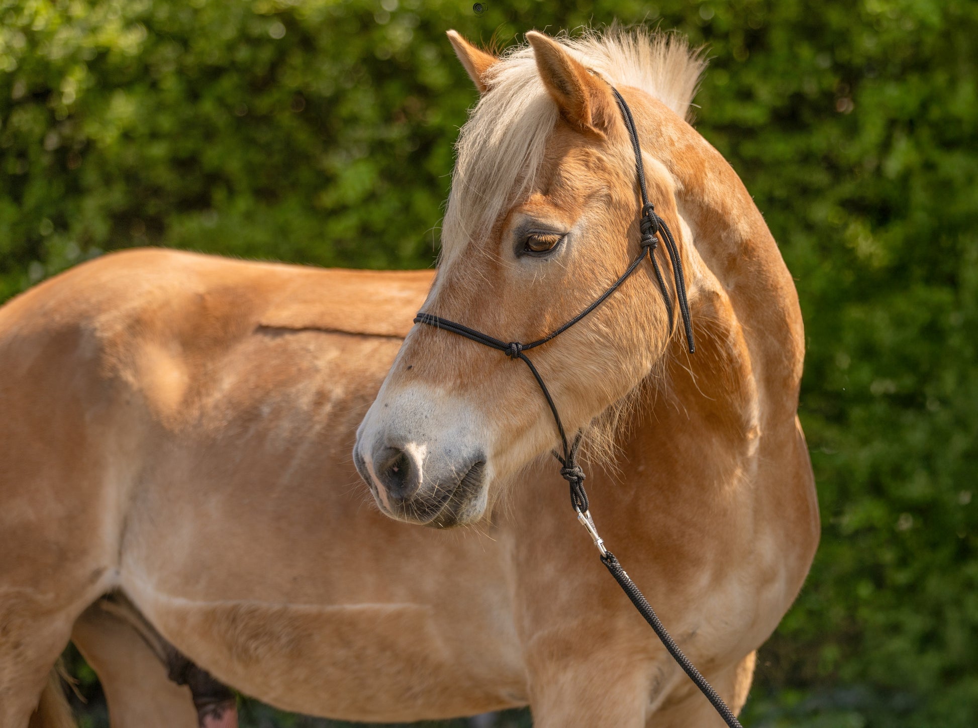 Licol Corde CANTER - Boucles Blanches – Sellerie Allure Équestre