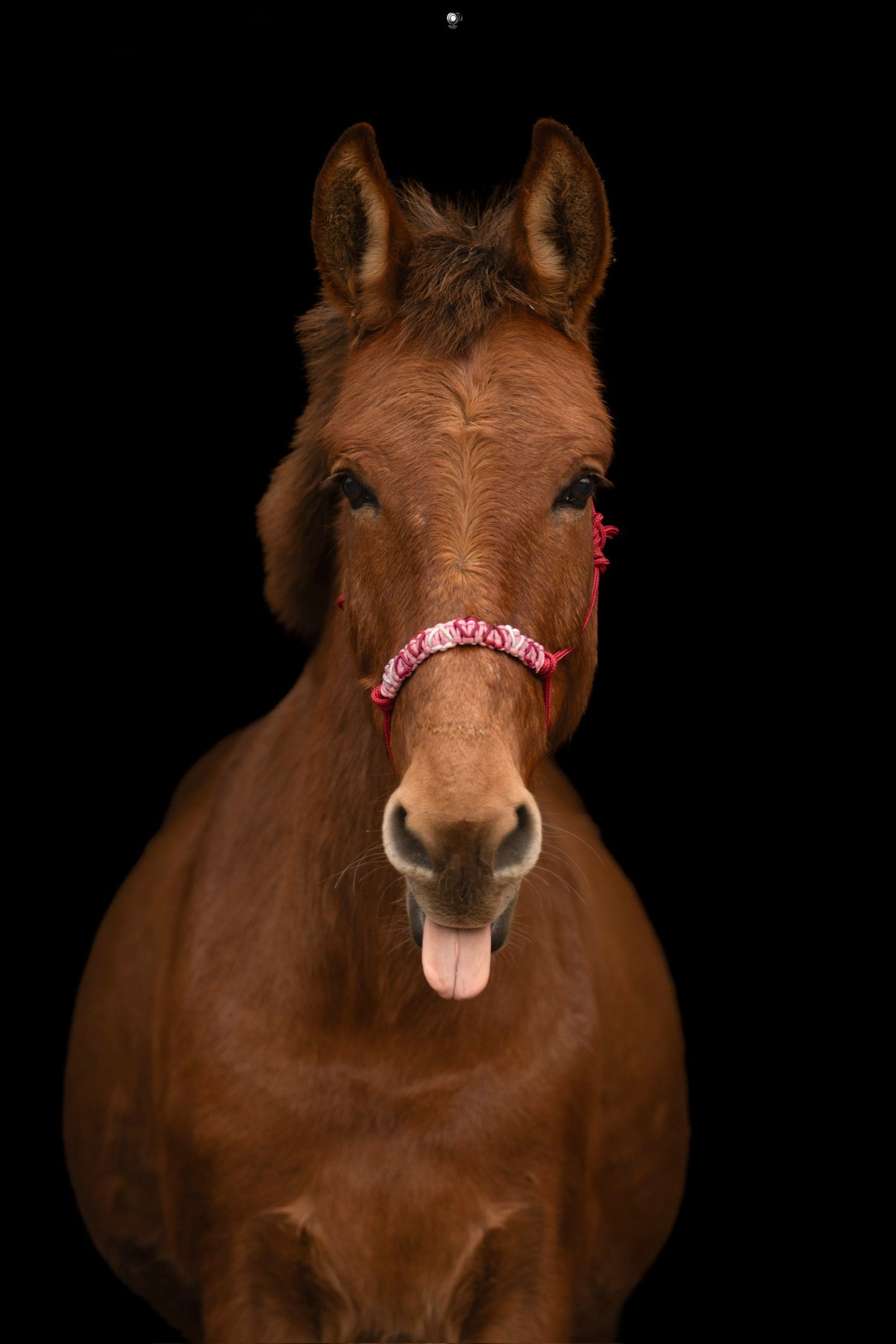 Licol Feel St Valentin