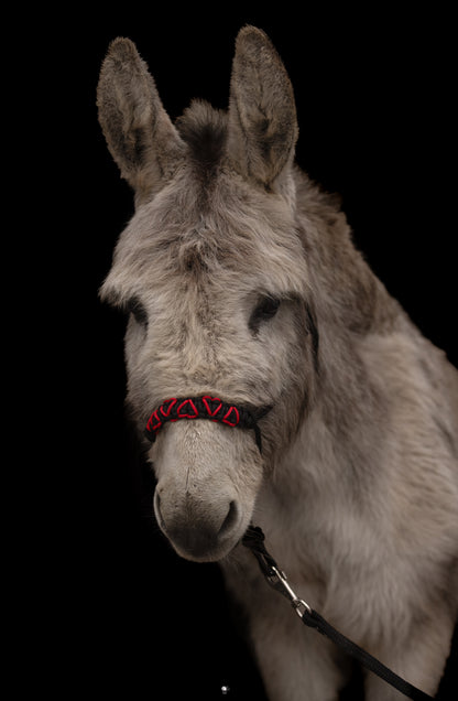 Licol Feel St Valentin