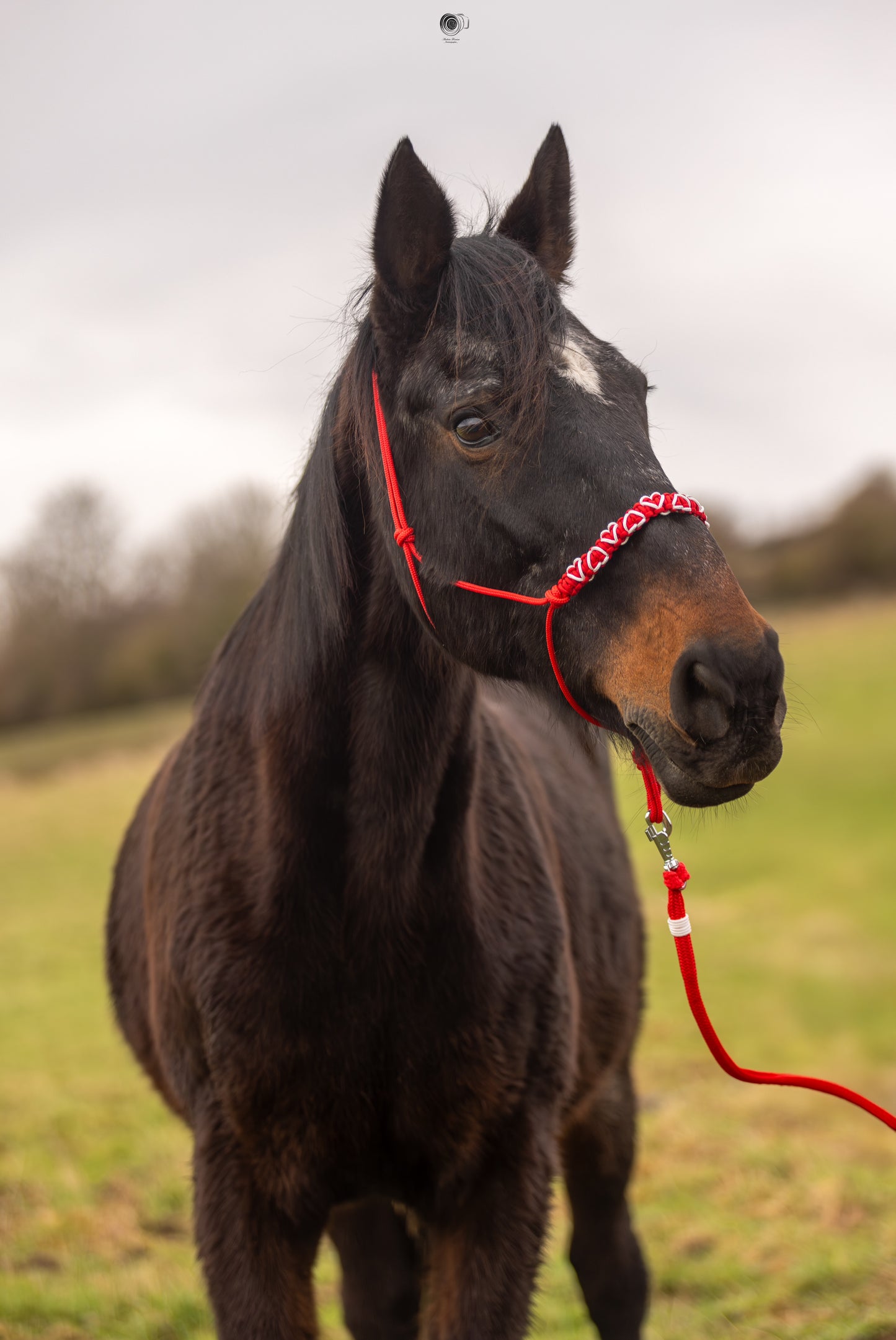 Licol Feel St Valentin