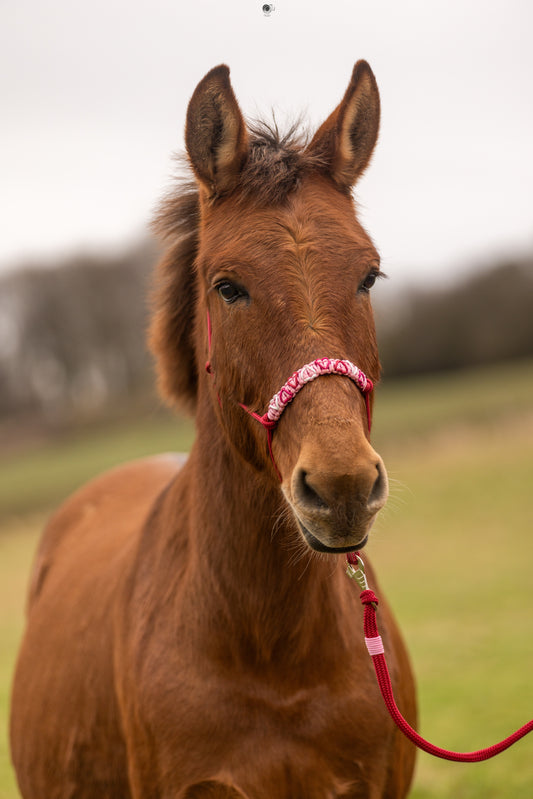 Licol Feel St Valentin