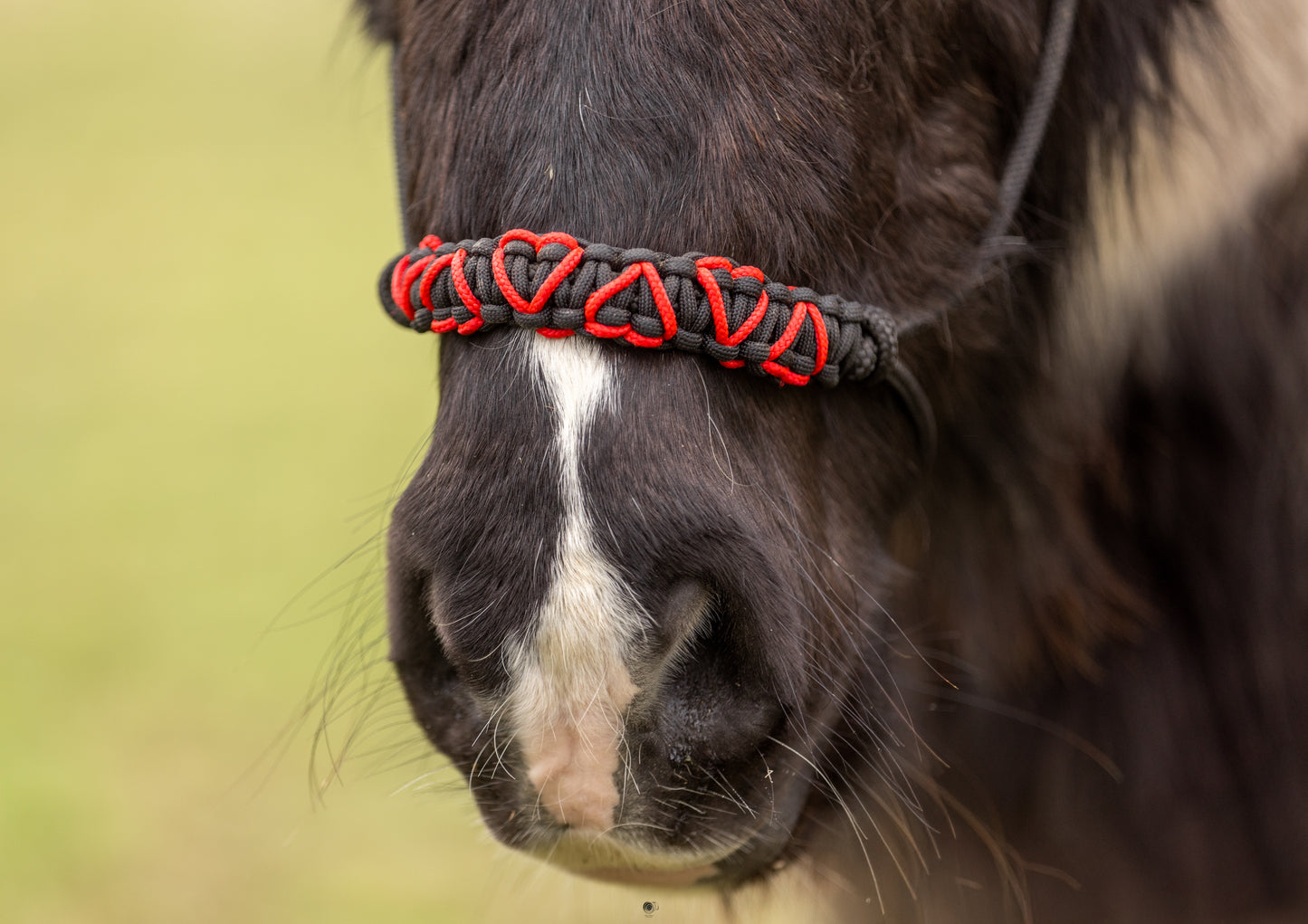 Licol Feel St Valentin