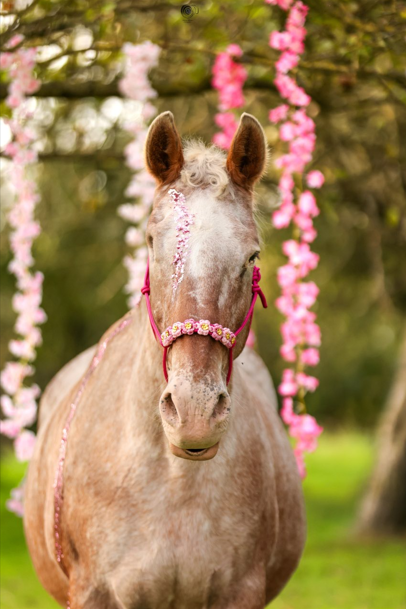 Licol Pink October