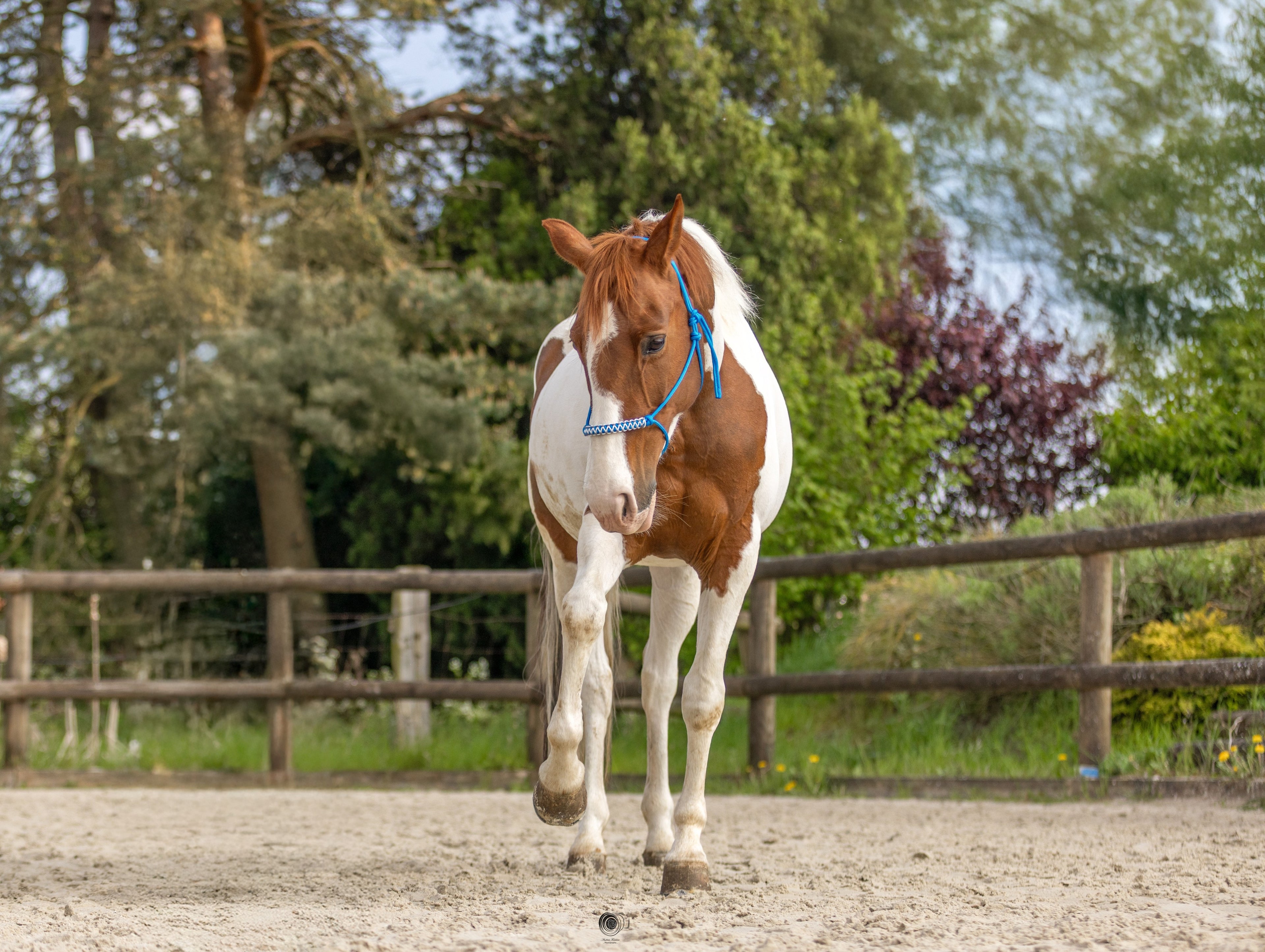Licol éthologique slow bleu roi 